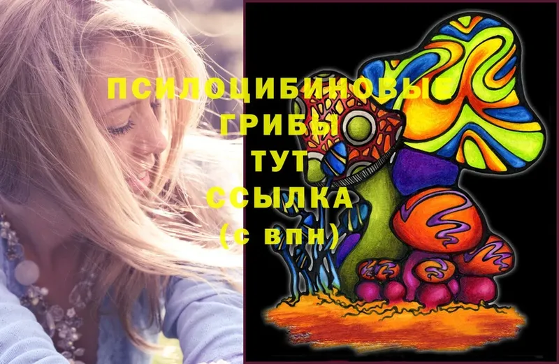 Псилоцибиновые грибы Psilocybine cubensis  Лахденпохья 